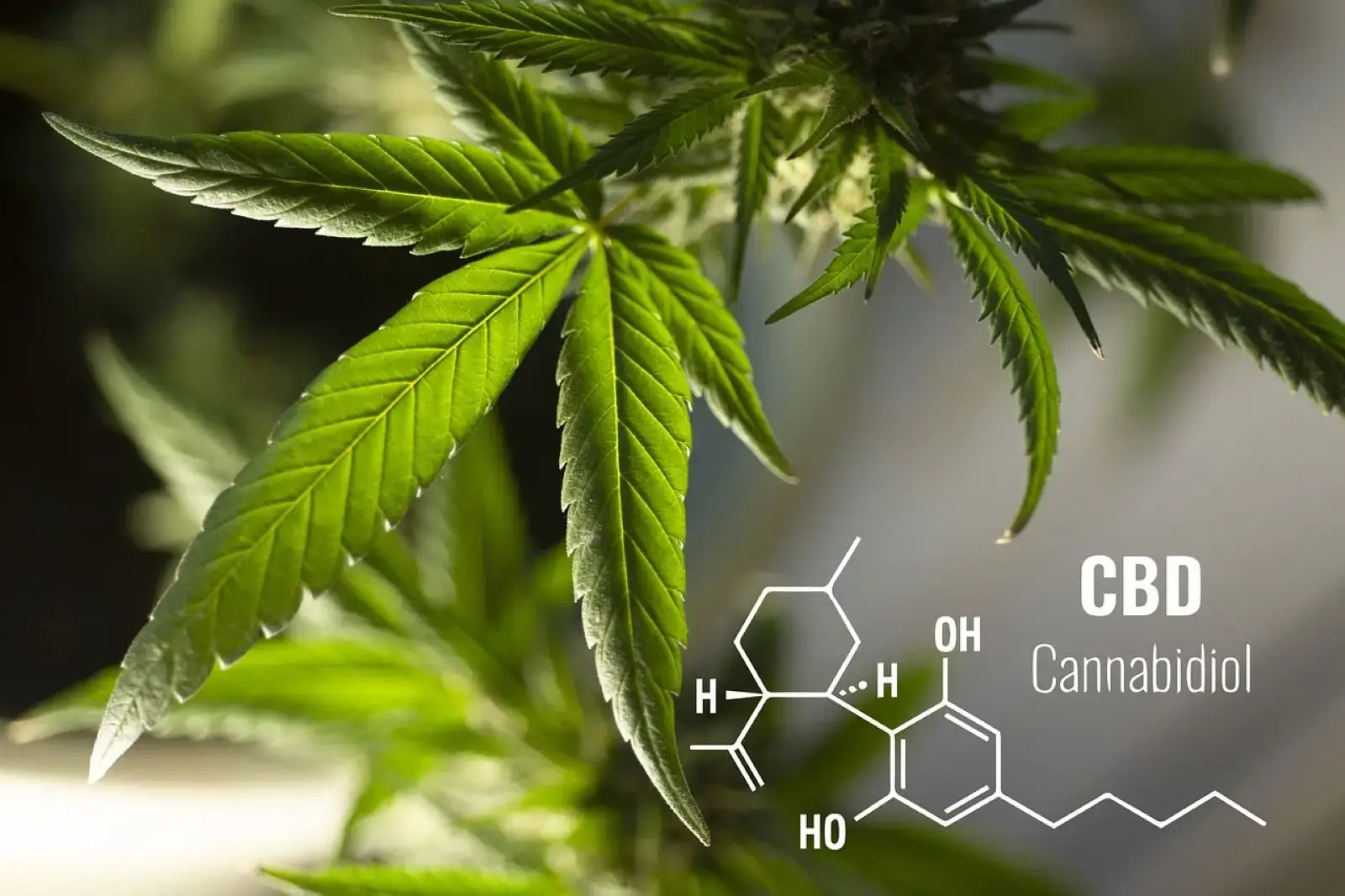 image of cannabis sativa and diagram of the cbd chemical formula